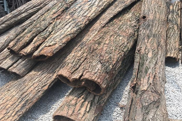 柳樹皮養(yǎng)花怎么處理