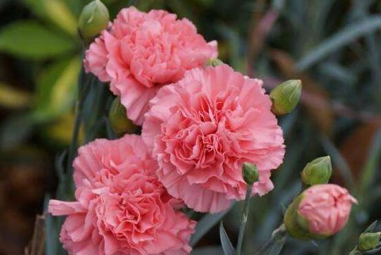 康乃馨如何種植，做好七大方法可鮮艷美麗