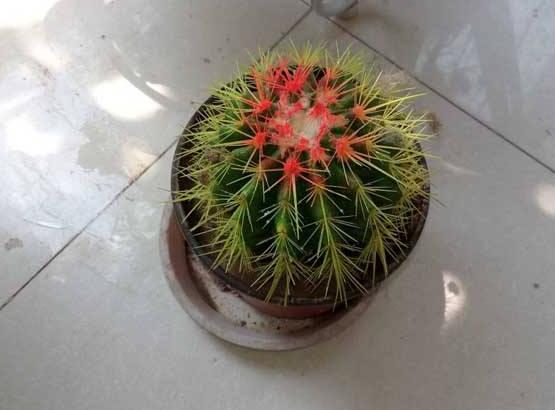 家里放仙人球是吉是兇，化解煞氣、安居樂(lè)業(yè)(吉兆)