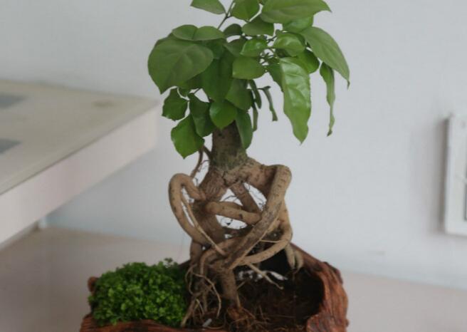 幸福樹(shù)多久澆一次水(高溫一天2-3次)，夏天勤澆水冬天少澆水