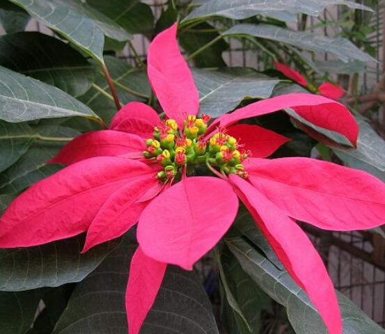 一品紅能放家里養(yǎng)殖嗎，凈化空氣、共祝新生的美好