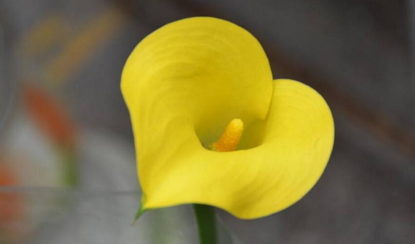 馬蹄蓮的寓意是什么，最適合送給朋友和品格高尚的人