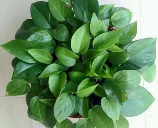 綠蘿扦插快速生根方法，綠蘿的扦插方法圖解