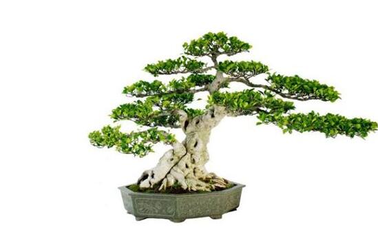 榕樹盆景放在客廳好嗎，導致家人生病、身體不好