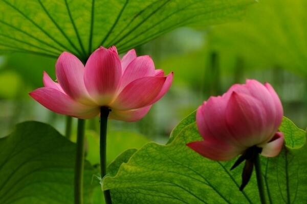 如何延長荷花花期，加強(qiáng)光照并保證養(yǎng)分