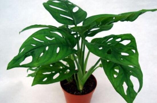 龜背竹去甲醛嗎，凈化甲醛能力值排行首位(吸毒最強(qiáng))