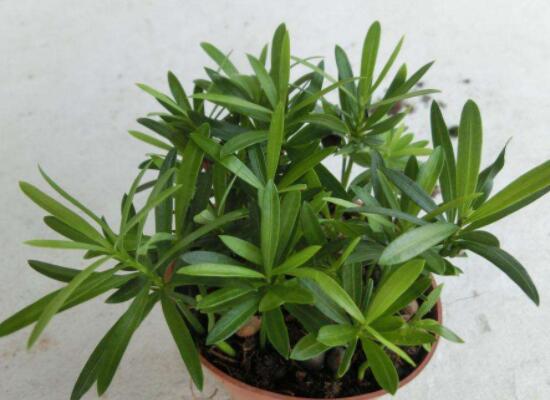 小葉羅漢松的養(yǎng)殖方法，老農(nóng)總結(jié)八大簡單易學(xué)的養(yǎng)殖技巧