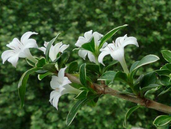 六月雪養(yǎng)殖技術(shù)，老農(nóng)總結(jié)六點(diǎn)必要養(yǎng)護(hù)方法(枝葉翠綠)