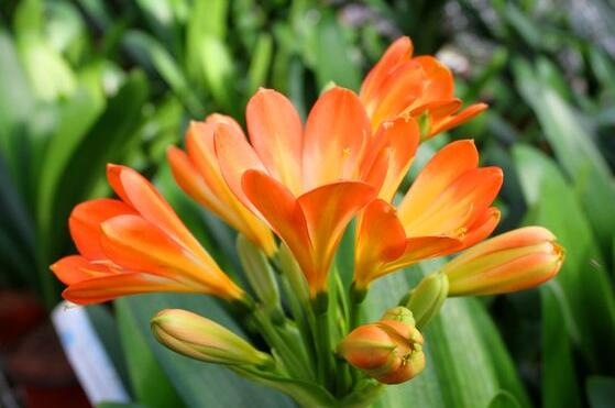 君子蘭的花期養(yǎng)護方法，及時施肥、注意光照溫度/忌積水