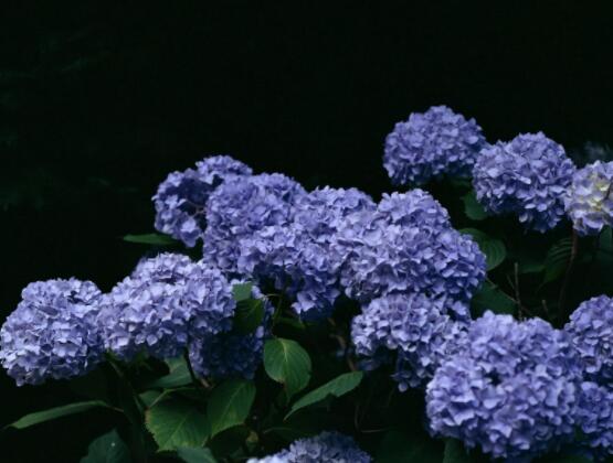 繡球不開花的原因，四種原因以及解決辦法