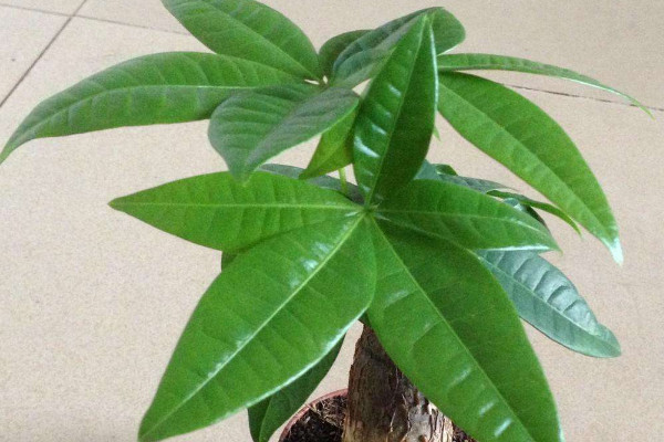 發(fā)財樹怎么養(yǎng)，確保光照充足澆水澆透