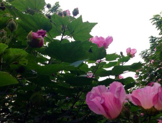 木芙蓉花的病蟲害及其防治，盤點(diǎn)四種常見病蟲害