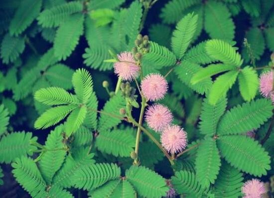 含羞草為什么會害羞，含羞草會含羞至死么/自我保護并不會
