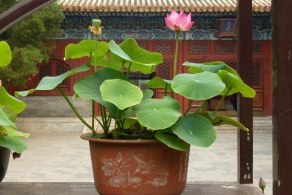 室內(nèi)荷花冬天怎么養(yǎng)，保證溫度并加強(qiáng)光照