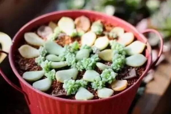 寶石花怎樣用葉子繁殖，寶石紅葉子繁殖5大要點(diǎn)