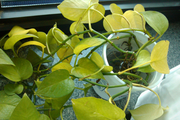 綠蘿黃了怎么辦，遮光控水/通風(fēng)施肥