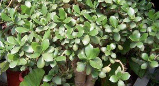 玉樹常見的病蟲害防治，教你四種辦法簡單學(xué)會