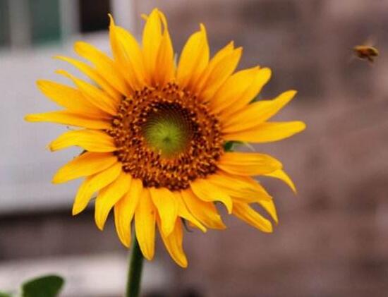 向日葵怎么養(yǎng)，向日葵的養(yǎng)殖方法和注意事項(xiàng)