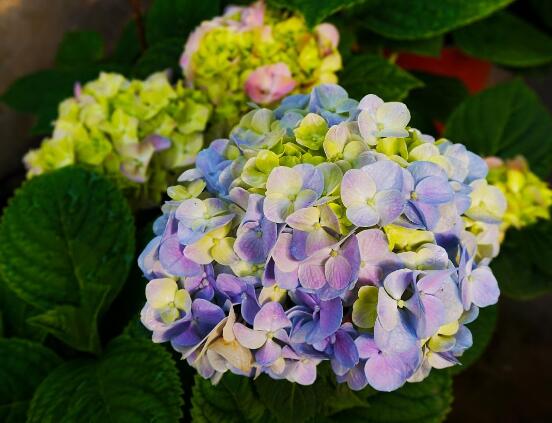 繡球花爛根了怎么辦，繡球花爛根解決辦法