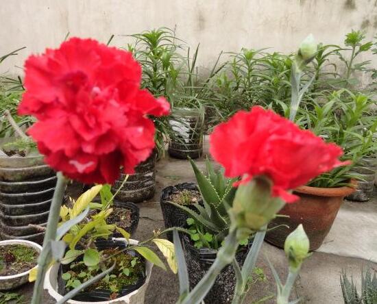 盆栽康乃馨怎么繁殖，康乃馨扦插方法圖解