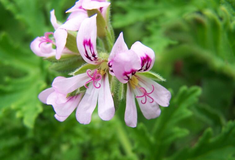 天竺葵夏季養(yǎng)殖方法，補(bǔ)充能量是關(guān)鍵