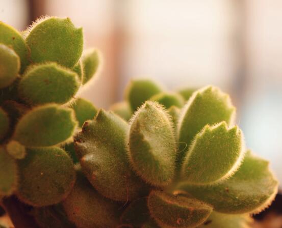 熊童子好養(yǎng)嗎，好養(yǎng)/做好五個(gè)要點(diǎn)生長茂盛美觀