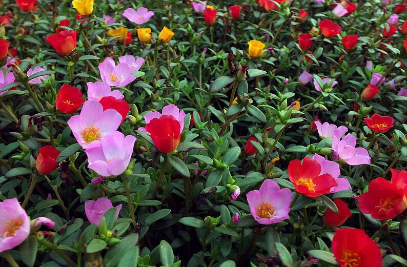 太陽花是不是向日葵，不是/而是一種極具觀賞性的植物