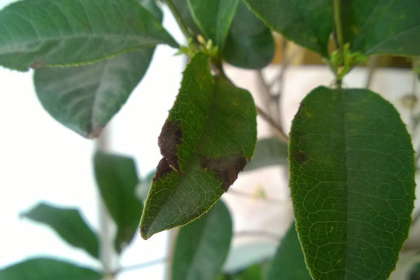 桂花葉子發(fā)黑是怎么了，染上枯葉病、褐斑病等