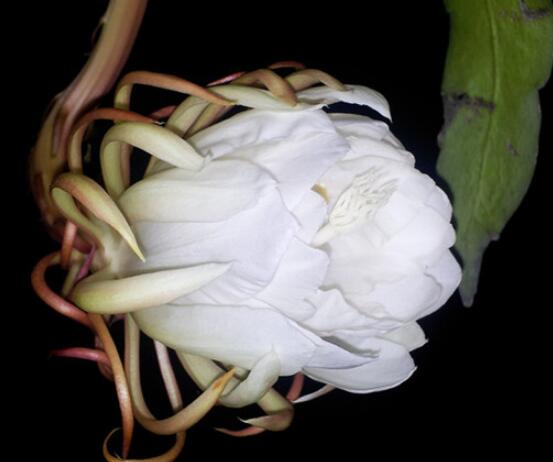 家里養(yǎng)曇花吉利嗎，好運(yùn)來臨、驚喜不斷(吉祥如意)