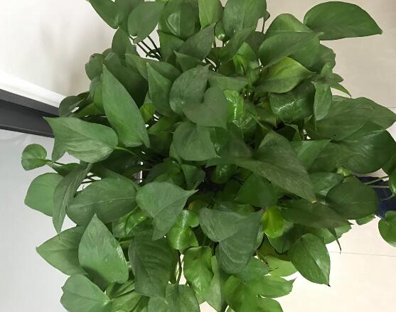 綠蘿有毒嗎，有毒千萬(wàn)別當(dāng)菜吃