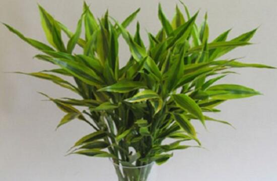 養(yǎng)富貴竹幾支最吉利，富貴竹寓意是什么