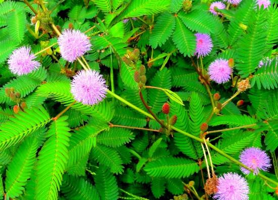 含羞草長(zhǎng)什么樣子，含羞草的特點(diǎn)是什么