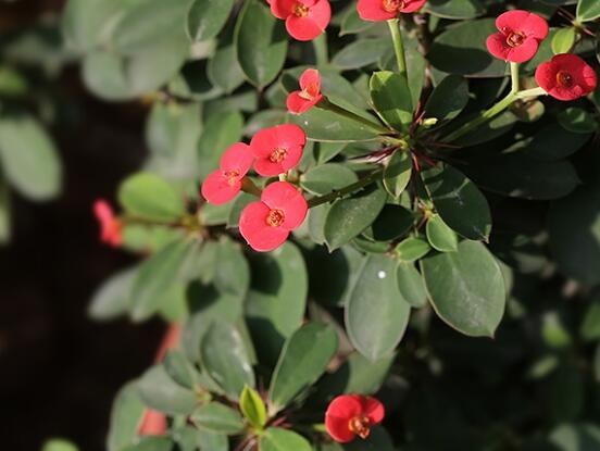 虎刺梅怎么扦插，擇10厘米健壯枝條/做好消毒處理