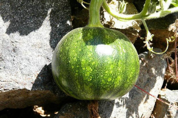 西葫蘆和筍瓜是一個(gè)嗎