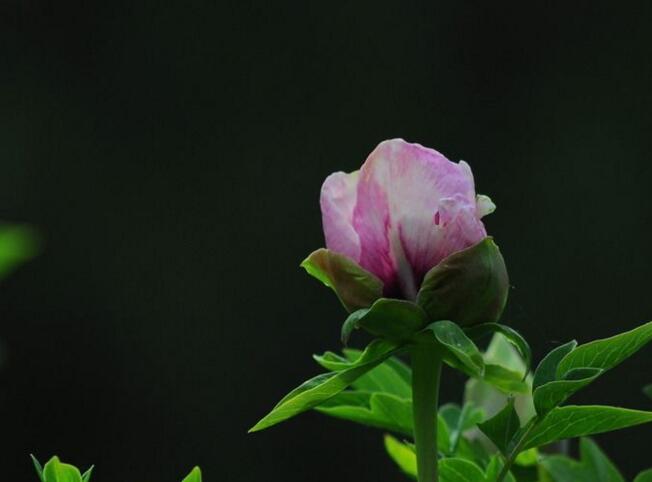 牡丹花語大全，各種顏色牡丹花語大全介紹