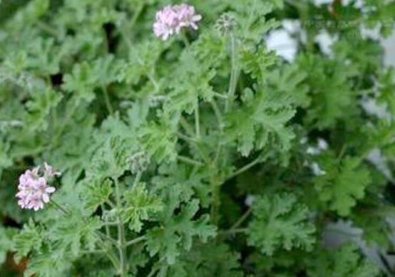 香葉天竺葵的養(yǎng)殖方法，老農(nóng)歸納出最有效的八大養(yǎng)殖方法