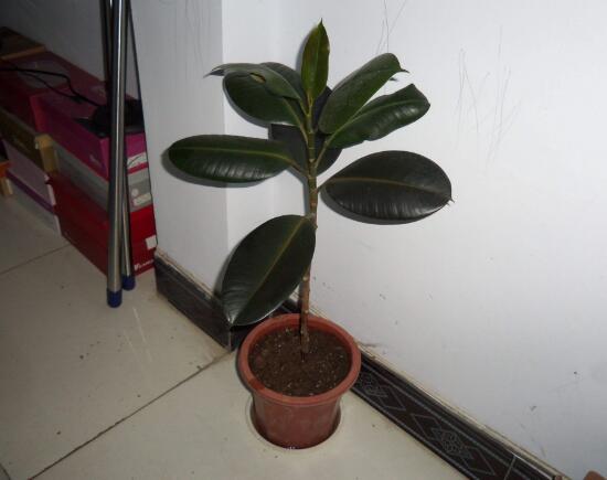 橡皮樹多久澆次水，橡皮樹怎么澆水