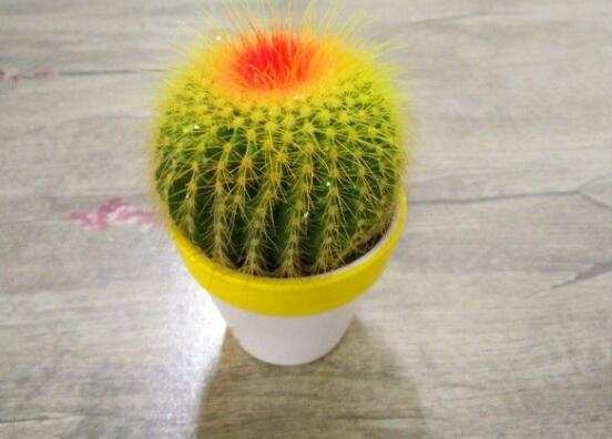 仙人球的擺放風水，陽臺、玄關、書房為風水最好