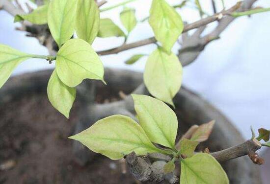 三角梅葉子發(fā)黃的原因，三角梅葉子發(fā)黃脫落怎么辦