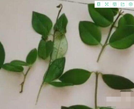 口紅吊蘭怎么繁殖，老農(nóng)教你六個(gè)簡(jiǎn)單步驟盆盆爆滿