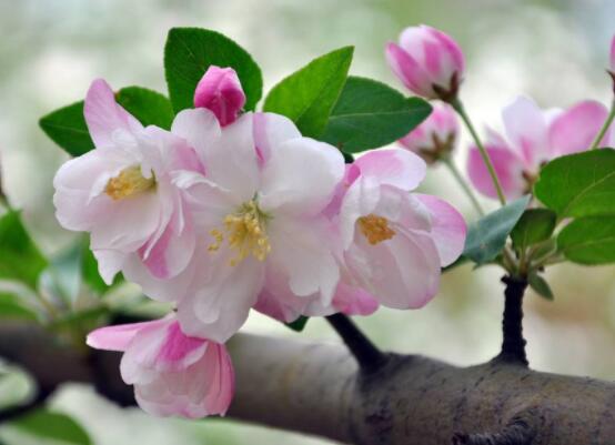 海棠花風(fēng)水寓意，金玉滿堂、富貴迎春