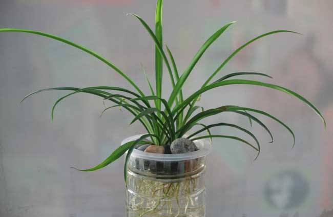 水培吊蘭怎么養(yǎng)才能長得好，這里有方法步驟還有圖解方法