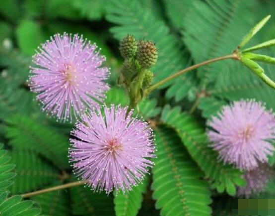 含羞草怎么養(yǎng)開花，注意盆土配置、光照充足