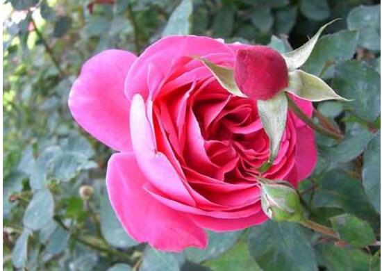 月季花怎么施肥，月季花施什么肥好