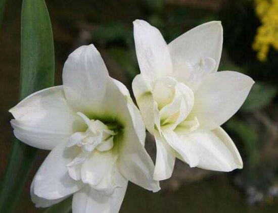 百合花怎么養(yǎng)，百合花的養(yǎng)殖方法和注意事項(xiàng)