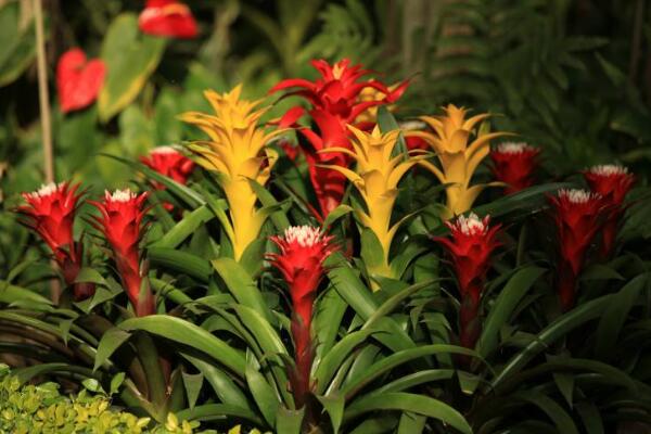 鴻運當頭花謝了怎么辦，分株繁殖可以繼續(xù)開花