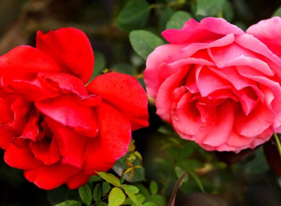 月季適合送給什么人，盤點(diǎn)送五個(gè)最適宜人