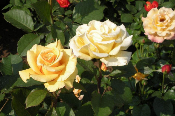 月季悶根的表現(xiàn)