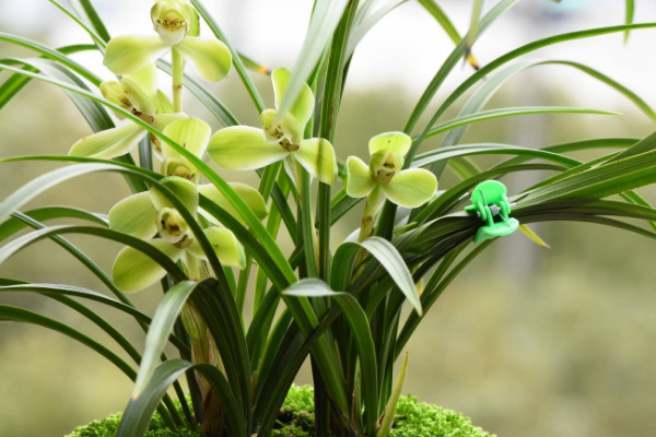 如何養(yǎng)蘭花，澆水保證盆土濕潤光線用散射光滋養(yǎng)