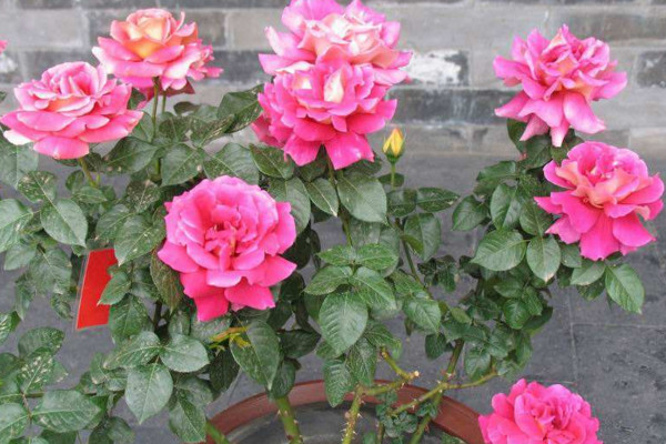 月季換盆注意事項，要選擇合適的換盆時間